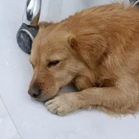 سگ پیدا شده در تفت