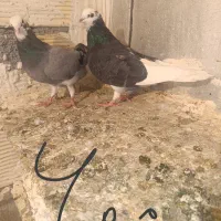 کبوتر تهرانی