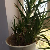 گل های طبیعی کاکتوس|گل و گیاه طبیعی|نیشابور, مازول|دیوار