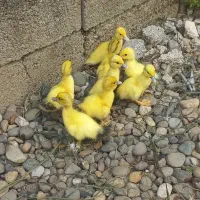 جوجه اردک اسراعیلی