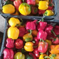 فروش فلفل دلمه رنگی