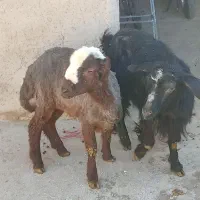 بره نر|حیوانات مزرعه|کنگاور, |دیوار