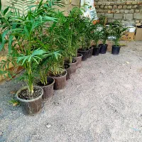 انواع گل و خاک کود گلخانه گلها|گل و گیاه طبیعی|زابل, |دیوار