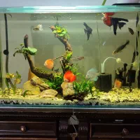 اکواریوم و ماهی