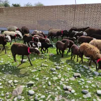 میش و بره افشاری|حیوانات مزرعه|دزفول, |دیوار