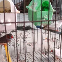 پرنده فنچ|پرنده|خمینی‌شهر, |دیوار