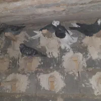 کفتر|پرنده|شیراز, آبیاری|دیوار