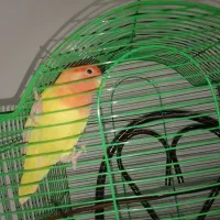 طوطی برزیلی زرد صورت هلویی|پرنده|نوشهر, |دیوار