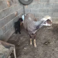 س بره دار بره نر او ماده  سه روزه از هر لخاظ سالم|حیوانات مزرعه|گنبد کاووس, |دیوار