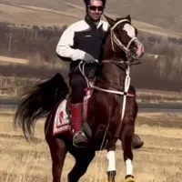 اسب اصیل دره شوری