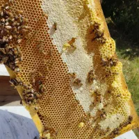 عسل کوهستانی ییلاقات دره بنار مرگور