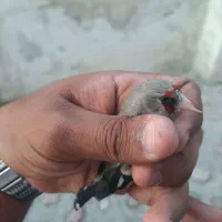 سهره نر یگ ماه قفس