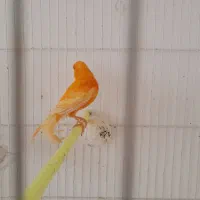 سه تا دونر یه ماده قنار سرخ ابلغ|پرنده|تربتحیدریه, پائین ولایت|دیوار