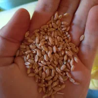 بذر گندم آبی|خدمات باغبانی و درختکاری|زاغه, |دیوار