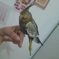 عروس هلندی۱ونیم ماهه نر سالم و شیطون|پرنده|شهریار, شهرک مصطفی خمینی|دیوار