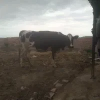 گاو هلشتیان آبستن سنگین