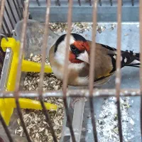 سهره چند ماه قفس بخون