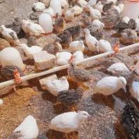 بلدرچین|حیوانات مزرعه|کشکوئیه, |دیوار