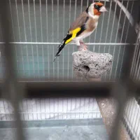 سهره جفت مولد دهندار عروسک