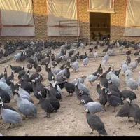 مرغ شاخدار|حیوانات مزرعه|میناب, |دیوار