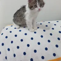 واگذاری بچه گربه