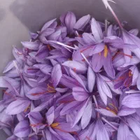 تمیز کردن گل زعفران