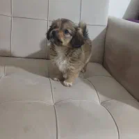 توله اشتیز|سگ|شیراز, شهرک بهار|دیوار