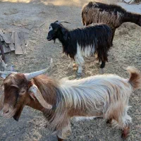 دوعددماده آبستن ویک عددنریک ساله|حیوانات مزرعه|تبریز, |دیوار