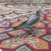 عروس هلندی