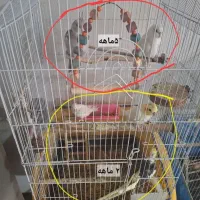 ۸ عدد عروس هلندی