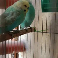 مرغ عشق رینبومولد|پرنده|بندرعباس, |دیوار