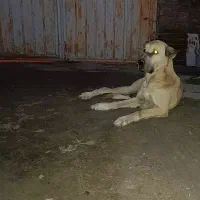 سگ پژدر عراقی