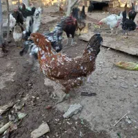 تخم مرغ نطفه دار گلین زابلی