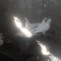 تعداد 35کبوتر تهرانی