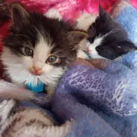 واگذاری بچه گربه