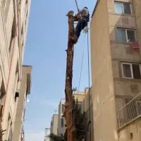 برش و قطع درخت|خدمات باغبانی و درختکاری|تهران, ازگل|دیوار