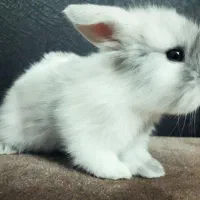 خرگوش کوچولو|موش و خرگوش|شهریار, بکه|دیوار