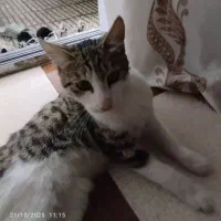 گربه رایگان