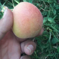 زردالو‌‌نژاد‌عسکر‌آباد