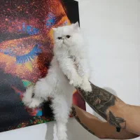 گربه پرشین سوپر فلت ماده