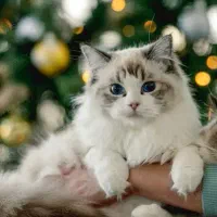 گربه نر نژاد دار کمیاب فقط جهت جفت گیری