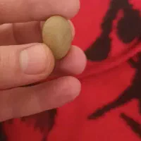 سنگ قیمتی|کلکسیون اشیاء عتیقه|مشگین شهر, |دیوار