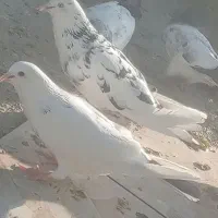 کفتر فروشی