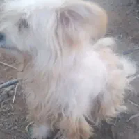 سگ‌ اشپیتزو