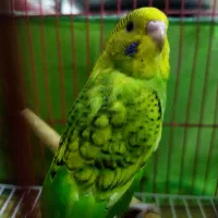 مرغ عشق واگذاری