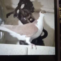 زیورآلات تزعینی زرد سشصتی دوتا 1