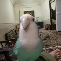 کوتوله شیطون باهوش دستی