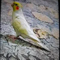 عروس هلندی|حیوانات|مشهد, کوی دروی|دیوار