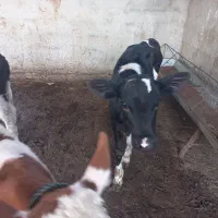 گاو۳۵کیلوشیرگوساله دار|حیوانات مزرعه|بندر ترکمن, |دیوار