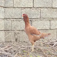 مرغ لاری اصیل|حیوانات مزرعه|گنبد کاووس, |دیوار